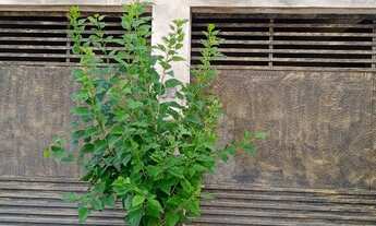 Imagem 4: Kitnet com garagem