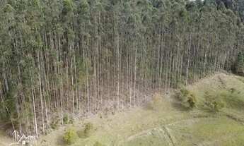 Imagem 5: Sitio a venda em Benedito Novo