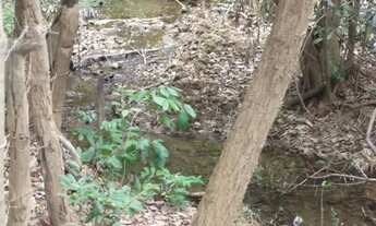 Imagem 7: Terreno 60.000m² as margens do Rio das Velhas, com uma nascente no terreno, Cordisburgo