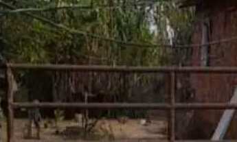 Imagem 5: Sitio 5,5 Alqueires[27 Hectares) 43 km major prates..energia Eletrica,Agua De Nascente