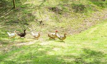 Imagem 6: Terrenos para venda em Camboriú