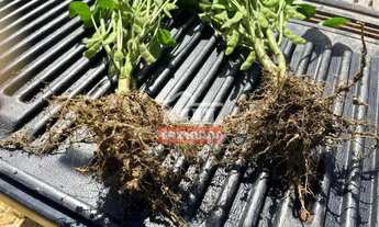 Imagem: Fazenda em Ulianópolis-PA. Área Total