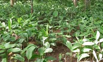 Imagem: .Uma fazenda 170 alqueires 52 km de Porto