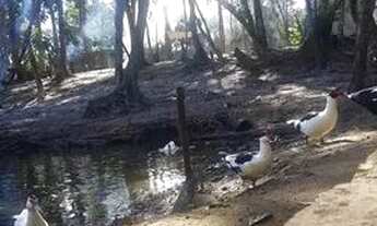 Imagem 7: Terreno sítio 3.000m2 em Itanhaém São Paulo murado com animais