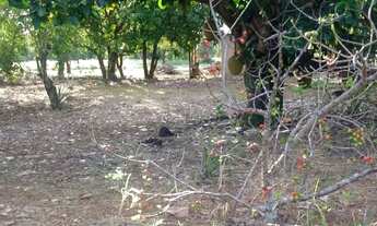 Imagem 5: Vende-se Excelente Chácara