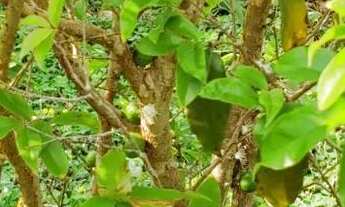 Imagem 7: CHÁCARA ESCRITURADA