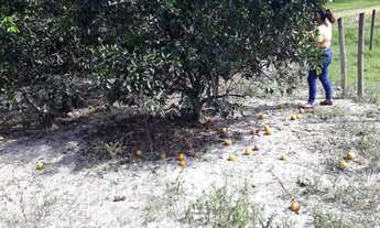 Imagem 5: Venda-se está propriedade de 15,5 (quinze Alqueires e meio) no Município de Kennedy-ES