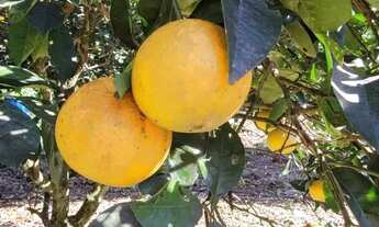 Imagem 7: Sitio - Bairro Pinhal Alto