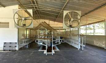 Imagem 3: Fazenda com 51 alqueires, estrutura para leiteria