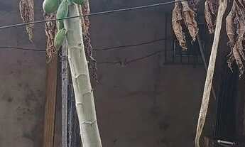 Imagem 6: Casa Casa com 1 dormitório