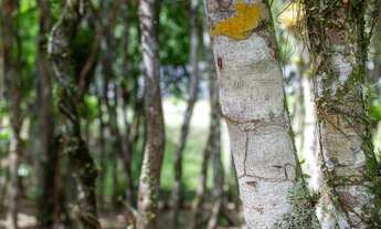Imagem 4: Terrenos para venda em Camboriú