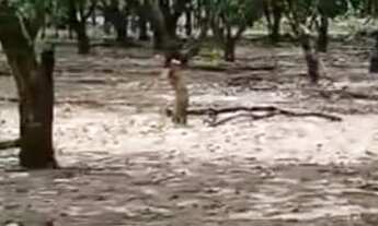 Imagem 5: Vende-se chácara c/ banho Próximo a Vila Recrear 40km de Boa Vista RR