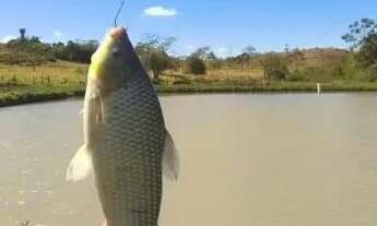 Imagem 4: Sítio de 2 alq 5 represa rico em água R$ 1.300.000