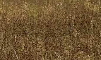 Imagem 5: Terreno Terreno / lote com venda por R$100.000