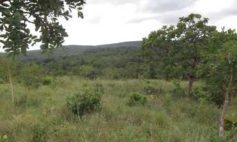 Imagem 7: Linda chácara de 3 mil metros todo terra de cultivo * WhtsAPP Guilherme