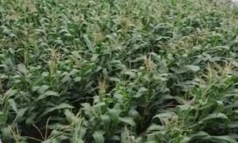 Imagem 4: Terreno à venda no Jardim Bandeirantes com 720m²