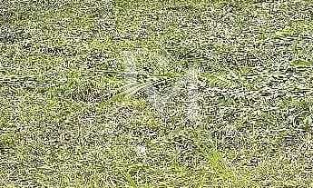 Imagem 4: Terreno 2500m² Terreno / lote com venda por R$11.000.000