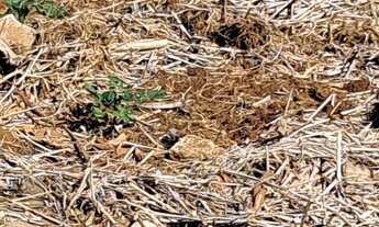 Imagem 6: Terreno Parque Via Norte