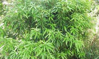 Imagem 2: Linda chácara de 3 mil metros todo terra de cultivo * WhtsAPP Guilherme