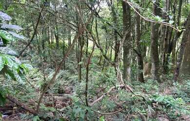 Imagem 10: Chácara de 7,4 hectares em Ibema, próximo a cidade!