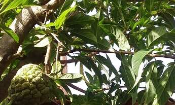 Imagem 11: Uma casa 8x20 na rua saquarema n.820 conjunto palmeiras. Só venda $90 mil