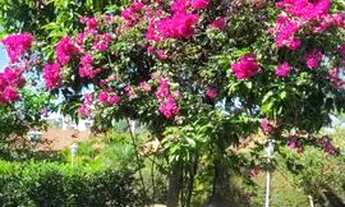 Imagem 2: Casa terrea no Morumbi Sul