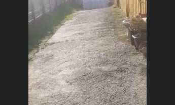 Imagem 2: Alugo casa Casa com 3 dormitórios