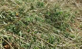 Imagem 3: VENDO LOTE DE 320M² EM UMA EXCELENTE LOCALIZAÇÃO DE ARNIQUIERAS CONFIRA ACEITA CARRO