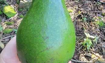 Imagem 6: Sitio - Bairro Pinhal Alto