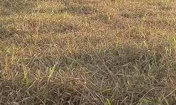 Imagem 5: Repasso lotes top demais ..