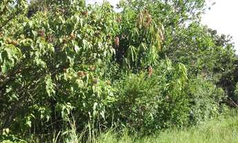 Imagem 4: Linda chácara de 3 mil metros todo terra de cultivo * WhtsAPP Guilherme