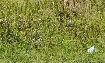 Imagem: Terreno pé na areia bem grande, muito próximo