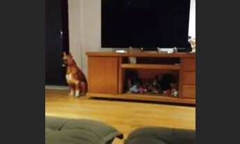 Imagem 6: Casa aluguel Casa com 2 dormitórios