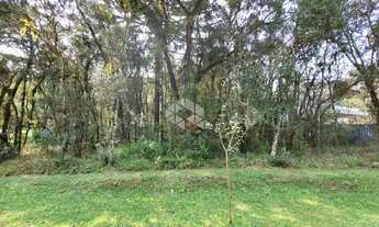 Imagem: Pinheiro Grosso