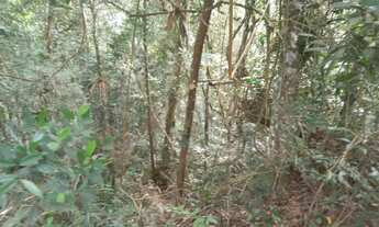 Imagem 7: 3 alqueires paulistas 111 mil reais