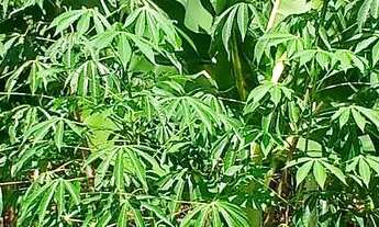 Imagem: Sitio vicinal 21 Municipio cantá