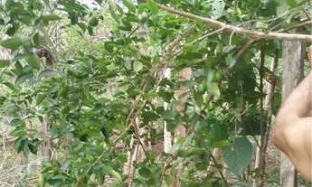 Imagem 4: Sitio a venda Chácara com venda por R$150.000