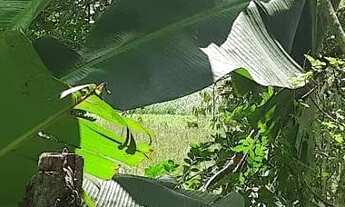 Imagem 4: Terreno com 3.170m2 bairro nobre