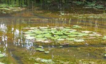 Imagem 2: Terrenos para venda em Camboriú