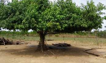 Imagem 2: Sítio em Rosário Oeste - MT