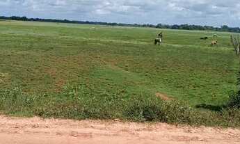 Imagem 5: Terreno dos Sonhos: 8 hectares cercados na Vila de Santa Maria, Tracuateua - Imperdível!