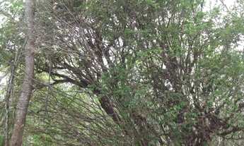 Imagem 3: Terreno 60.000m² as margens do Rio das Velhas, com uma nascente no terreno, Cordisburgo