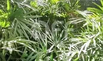 Imagem 15: Casa - Jardim das Paineiras - Campinas