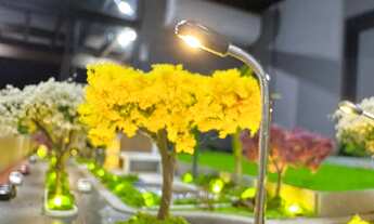 Imagem 4: Jardim botânico