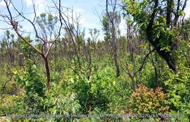Imagem 6: área rural de 150 hectares na região da cidade de Chapada dos Guimarães MT