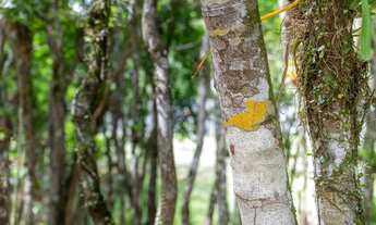 Imagem 5: Terrenos para venda em Camboriú