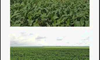 Imagem: Fazenda 9.500hect no Campos de Júlio MT