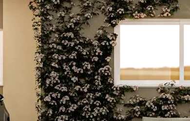 Imagem: Casas novas 2/4 com uma suíte no Residencial