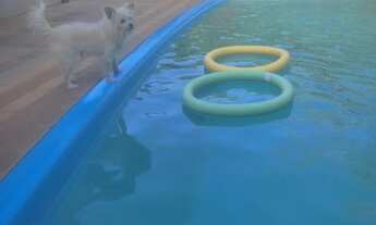 Imagem 4: Casa de Campo com Piscina e Churrasqueira * Com 3 quartos. Diária 600