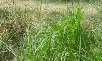 Imagem 5: Chacaras no sítio novo